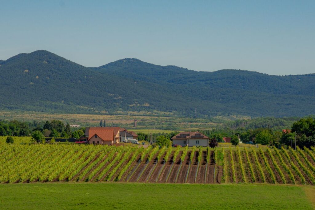 Vineyards stretching under blue skies with mountains in the background, capturing rural serenity.